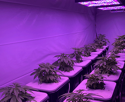 image of cannabis plants being cultivated