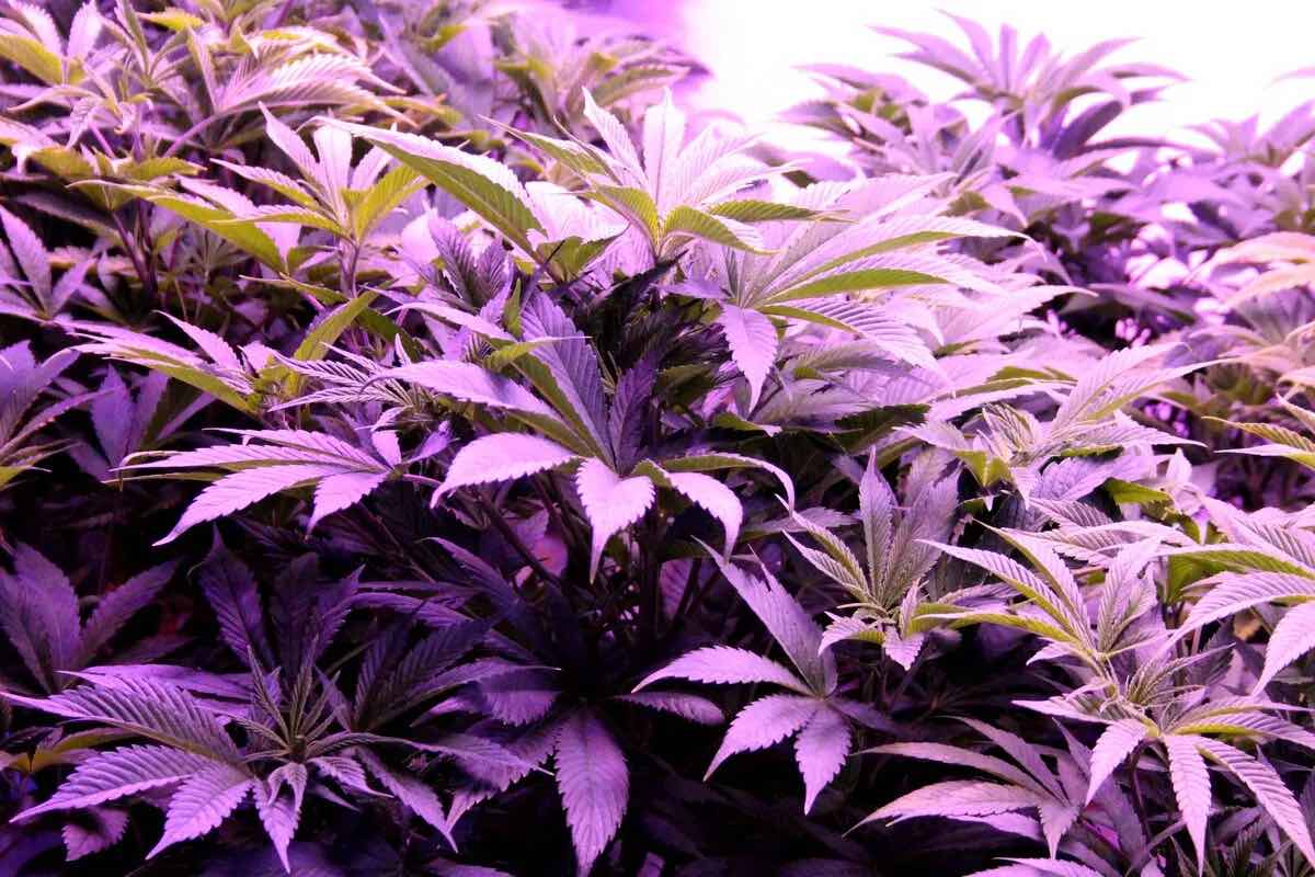 image of cannabis at Full Bloom Cannabis in Grand Isle