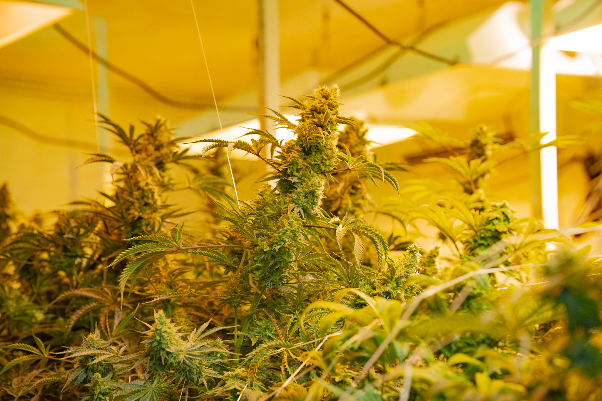 full bloom cannabis cultivation